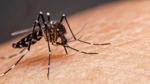 19.573 casos positivos de dengue são registrados em 2025
