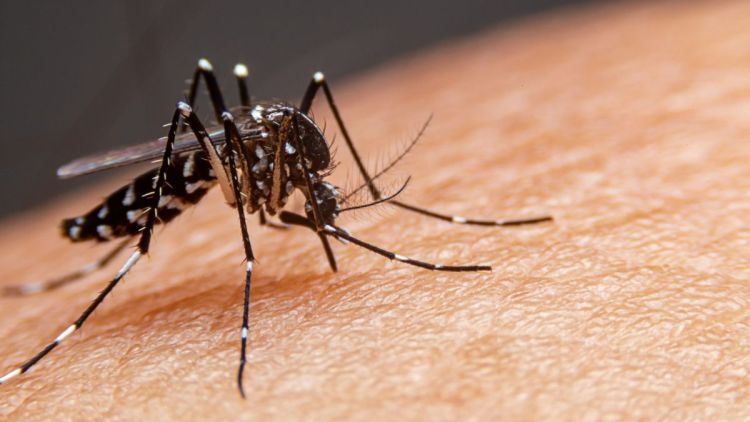 19.573 casos positivos de dengue são registrados em 2025