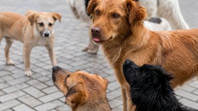 São Pedro recebe campanha de adoção de cães resgatados pela Eixo SP