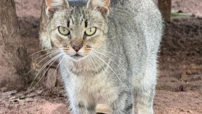 Feira de adoção reúne mais de 260 animais neste sábado no Canil Municipal