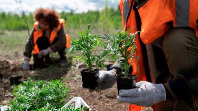 São Carlos inicia elaboração do Plano Municipal de Arborização Urbana