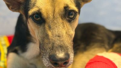 Cachorrinha machucada é resgatada em São Carlos – Ajude a encontrar seu dono!