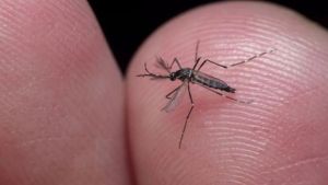 São Carlos registra 22 óbitos por Dengue e 1 por Febre Amarela