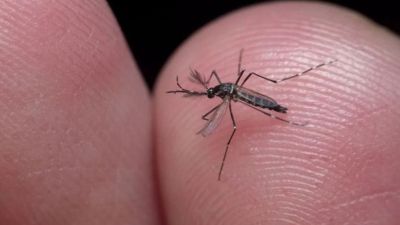 São Carlos registra 22 óbitos por Dengue e 1 por Febre Amarela