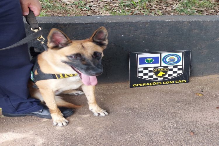 K9 Índia continua combatendo tráfico de drogas em São Carlos