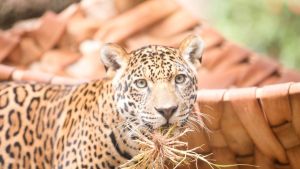 Parque Ecológico de São Carlos celebra 50 anos com festa gratuita e programação especial