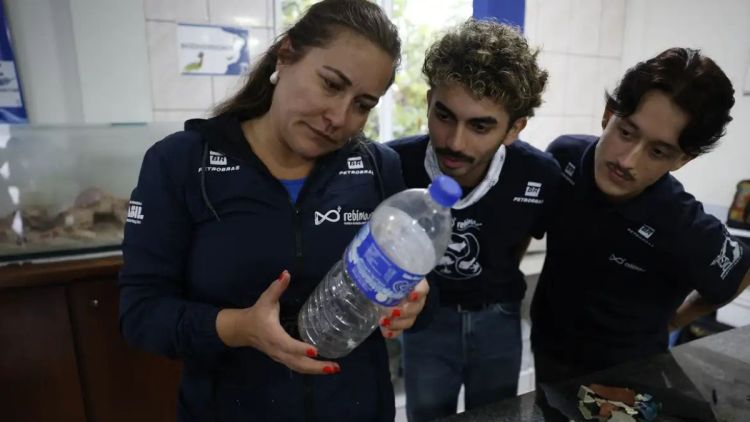 Mais de 93% dos peixes vendidos no litoral do Paraná têm microplástico