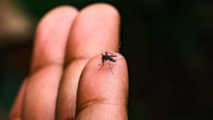 Dengue recua 98% em São Carlos e município registra 406 casos em 2026