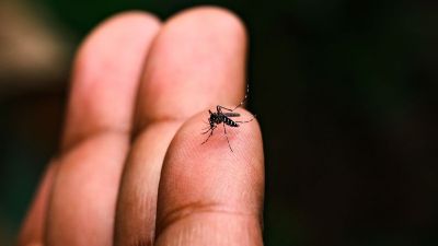 Dengue recua 98% em São Carlos e município registra 406 casos em 2026