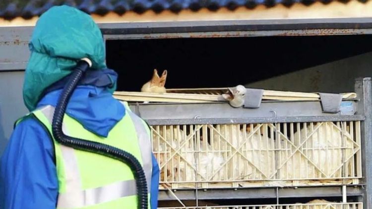 Gripe aviária: Argentina confirma novo surto em aves comerciais