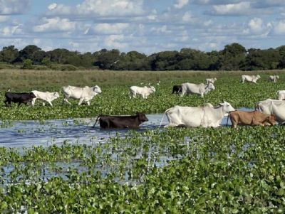 Carne do Pantanal terá selo de ‘sustentável’ para conquistar clientes internacionais