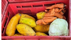 Agricultura Familiar ganha espaço na merenda das escolas municipais de Tambaú