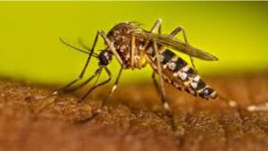 Mais de 18.900 casos positivos de dengue são registrados em São Carlos