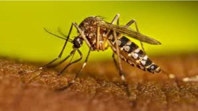 Mais de 18.900 casos positivos de dengue são registrados em São Carlos
