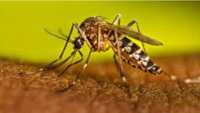 Mais de 18.900 casos positivos de dengue são registrados em São Carlos