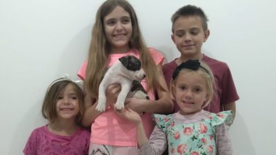 13ª feira de adoção pet acontece no canil municipal
