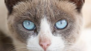 Prefeitura promove feira de adoção com mais de 260 animais neste sábado em São Carlos