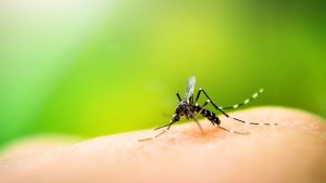 São Carlos registra mais de 20 mil casos de Dengue em 2025