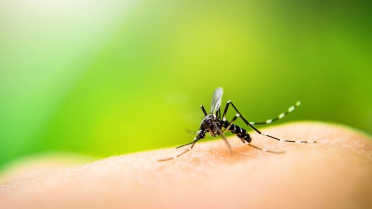 São Carlos registra mais de 20 mil casos de Dengue em 2025