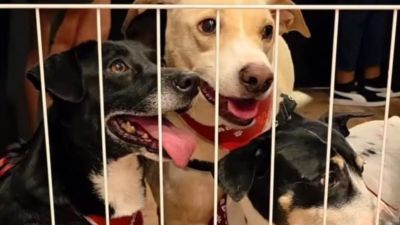 Feira de Adoção de Cães e Gatos acontece neste domingo no Novo Shopping