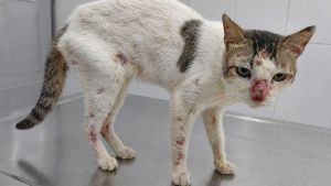 Controle de Zoonoses alerta para caso suspeito de esporotricose em Araraquara