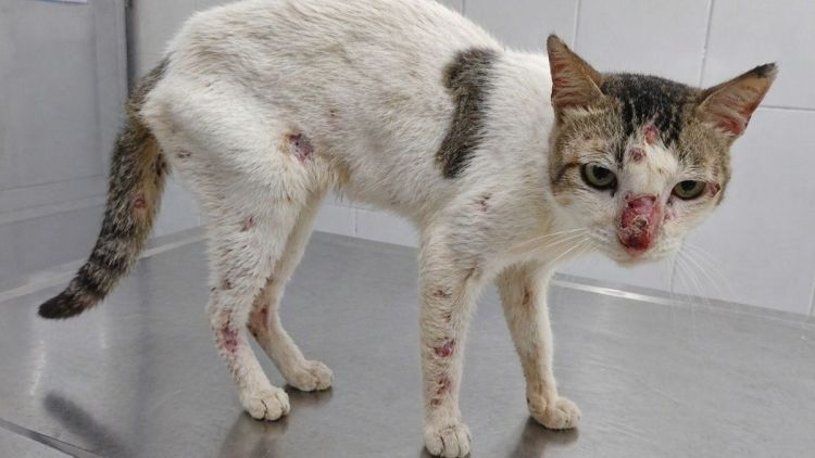 Controle de Zoonoses alerta para caso suspeito de esporotricose em Araraquara