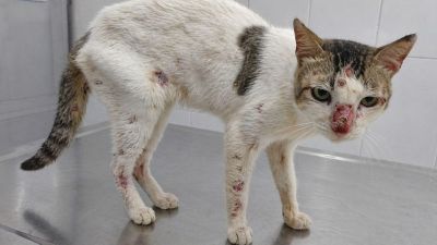 Controle de Zoonoses alerta para caso suspeito de esporotricose em Araraquara