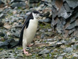 Cientistas acreditam que cocô de pinguins podem ‘salvar o meio ambiente’