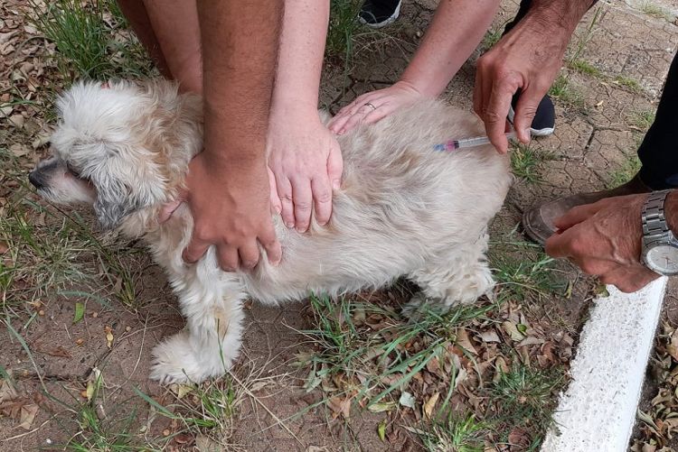 Tambaú realiza vacinação antirrábica