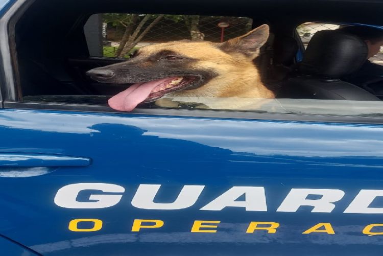 K9 Índia localiza drogas na rua José Quatrochi