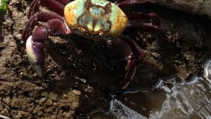 Calendário de defeso do caranguejo-uçá começa dia 18 próximo