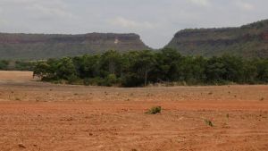 Fragmentos de vegetação nativa cresceram no país 163% em 38 anos