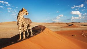 Com participação do IFSC/USP - Cientistas propõem novo método para prever vulnerabilidade de espécies ao aquecimento global