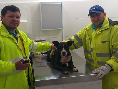 Brotas realiza feira de adoção de pets resgatados em rodovias