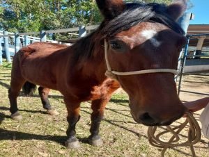 Departamento de Defesa Animal apreende 2 cavalos na região do São Carlos VIII