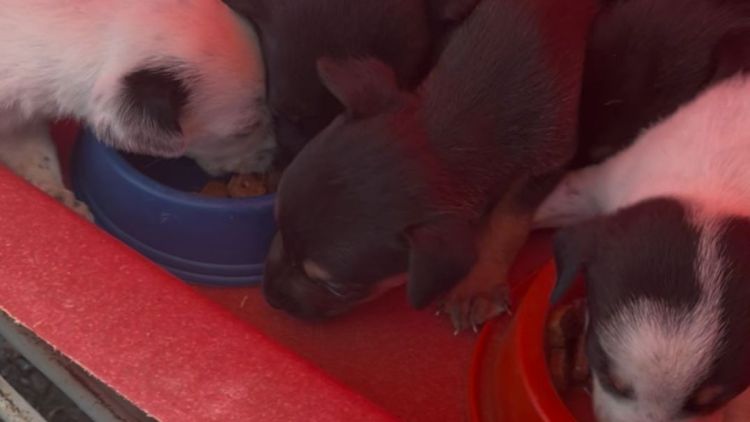 Departamento de defesa animal resgata 18 animais em operações na Cidade Jardim e Vila Jacobucci