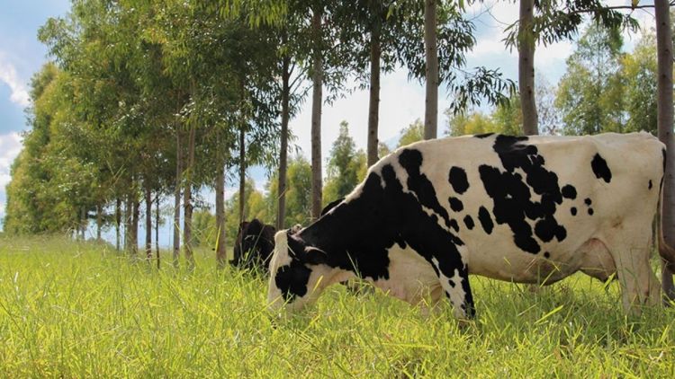 Novos protocolos estabelecem práticas de baixo carbono na produção de leite