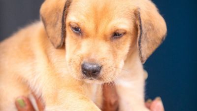 Canil Municipal realiza feira de adoção de cães e gatos no próximo sábado