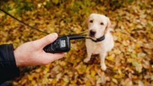 COLEIRA DE CHOQUE E MÉTODO DE DOR EM ANIMAIS: São Carlos pode proibir uso através de Lei de Elton Carvalho e Bruno Zancheta