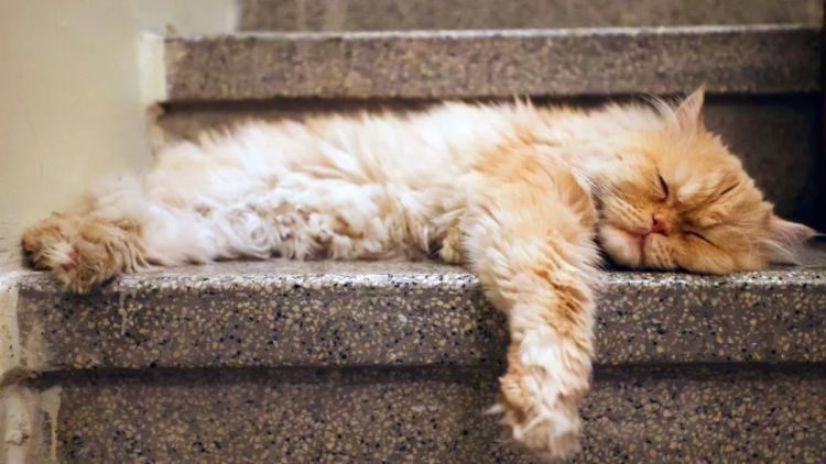 Gato é condenado à &#039;prisão domiciliar&#039; na França após briga de vizinhos