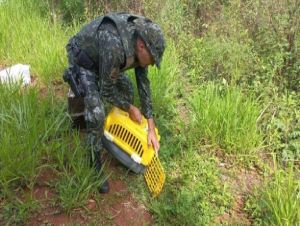 Após tratamento, Polícia Ambiental solta animais no habitat natural