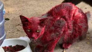 Mistério de 'gata vermelha' dispara alerta em cidade: 'Não a ajudem'