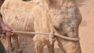 Defesa Animal resgata três equinos em situação de abandono e maus-tratos