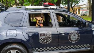 Ação do Canil resulta em apreensão de drogas escondidas em área verde de São Carlos
