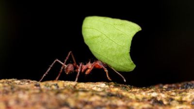 Compostos de plantas amazônicas mostram ação contra formigas cortadeiras
