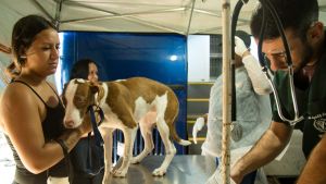 Defesa Animal realiza agendamento para mutirão de castração em Santa Eudóxia