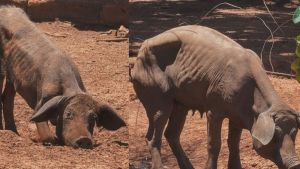 Negligência em criadouro de porcos mobiliza fiscalização através de Elton Carvalho em São Carlos