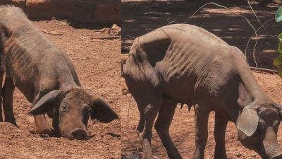 Negligência em criadouro de porcos mobiliza fiscalização através de Elton Carvalho em São Carlos