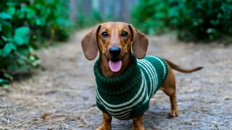 Fesc abre inscrições para Curso de Modelagem de Vestuário Pet