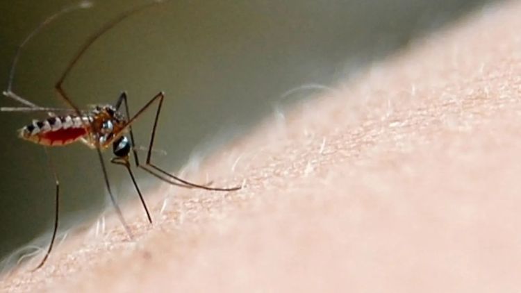 São Carlos registra quase 20 mil casos de dengue e 22 mortes em 2025